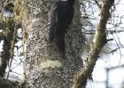 Black-backed Woodpecker (45)