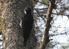 Black-backed Woodpecker (46)