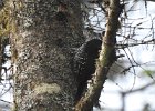 Black-backed Woodpecker (47)