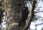 Black-backed Woodpecker (48)