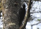 Black-backed Woodpecker (49)