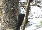 Black-backed Woodpecker (50)