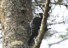 Black-backed Woodpecker (51)