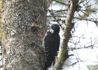 Black-backed Woodpecker (53)