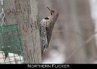 047 - 555 Northern Flicker