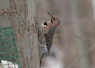 101Northern Flicker (26)
