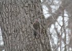 Northern Flicker (10)