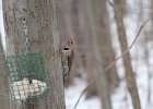 Northern Flicker (11)