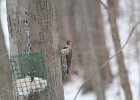 Northern Flicker (12)