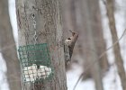 Northern Flicker (13)