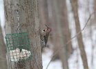 Northern Flicker (14)