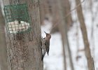 Northern Flicker (15)
