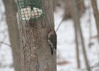 Northern Flicker (16)