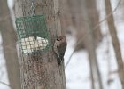 Northern Flicker (17)