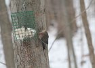 Northern Flicker (18)
