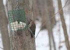 Northern Flicker (19)