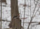 Northern Flicker (20)