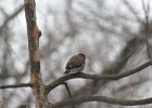 Northern Flicker (21)