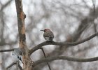 Northern Flicker (22)
