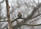 Northern Flicker (23)