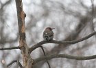 Northern Flicker (24)