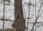 Northern Flicker (25)