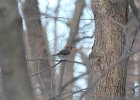 Northern Flicker (26)