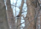 Northern Flicker (27)