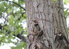 Northern Flicker (28)