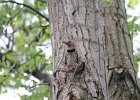 Northern Flicker (30)