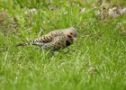 Northern Flicker (32)