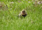 Northern Flicker (33)