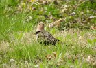 Northern Flicker (34)