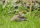 Northern Flicker (35)