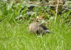 Northern Flicker (36)