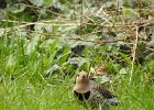 Northern Flicker (37)