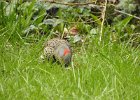 Northern Flicker (38)