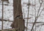 Northern Flicker (7)