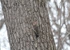 Northern Flicker (9)