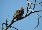 Gilded Flicker (11)