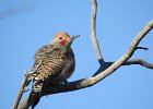 Gilded Flicker (12)