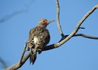 Gilded Flicker (14)