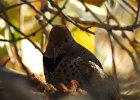Gilded Flicker (15)