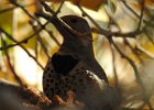 Gilded Flicker (16)