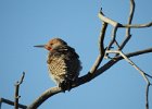Gilded Flicker (8)