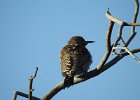Gilded Flicker (9)
