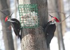 101Pileated Woodpecker