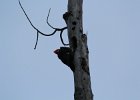 Pileated Woodpecker (1)