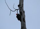 Pileated Woodpecker (2)