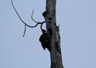 Pileated Woodpecker (3)